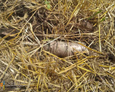 Фото ДСНС Дніпропетровської області