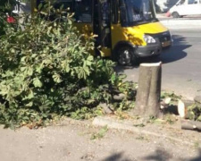 В Кривом Роге обещали не сносить аллею каштанов (ФОТОФАКТ)