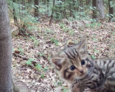 У вінницькому лісі вперше за 16 років побачили червонокнижних лісових кошенят