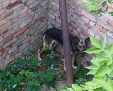 У Довгинцівському районі рятувальники дістали собаку, яка впала до ями