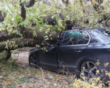 В Кривом Роге на иномарку упало дерево, машина сильно повреждена (ФОТО)