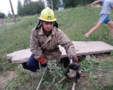 Спасатели Кривого Рога достали из 3-х метрового колодца собаку