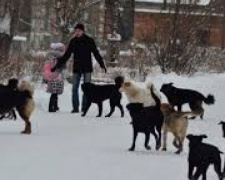 В Кривом Роге на непонятный срок прекращены отлов и стерилизация бродячих собак - и это в сезон&quot;собачьих свадеб&quot;