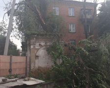 В Кривом Роге огромное дерево завалилось на многоэтажку (ФОТО)