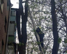 В Кривом Роге спасатели сняли с дерева кота