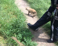 Фото ДСНС Дніпропетровської області