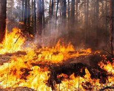 Дніпропетровщина у вогні: влітку екосистеми регіону горіли понад 1000 разів