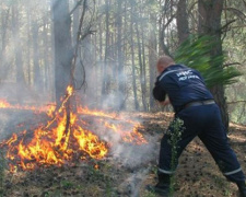 Под Кривым Рогом загорелась территория лесничества