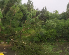 В Кривом Роге бушует стихия: улицы затоплены, деревья повалены (фотофакт)