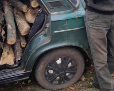 В Кривом Роге правоохранители задержали мужчину со срубленной акацией