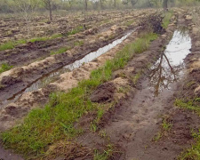 Фото пресслужби Східного лісового офісу