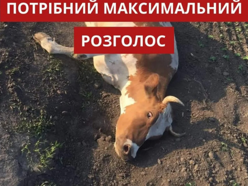 Зображення: UAnimals