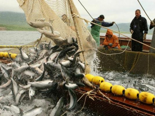 Через війну в країні значно знизився вилов риби: чи критично це