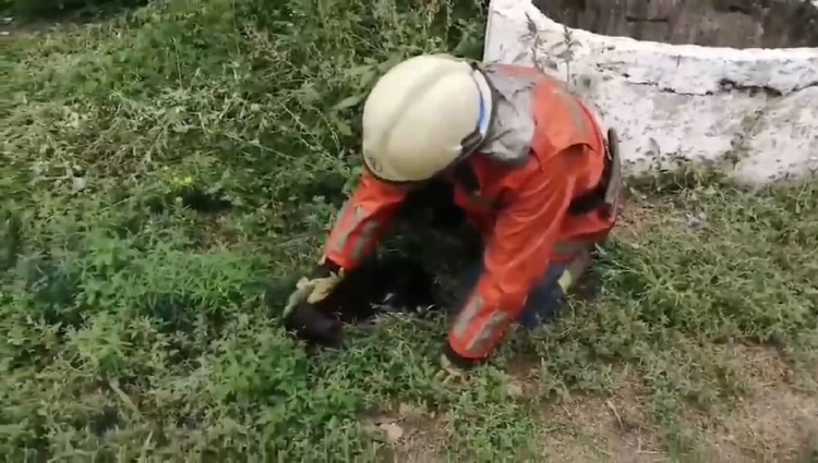 Спасатели пришли на помощь: в Криворожском районе щенок оказался на глубине 10-метрового колодца (фото)