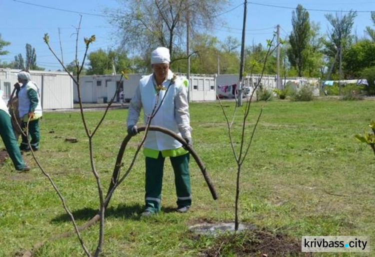 В Кривом Роге озеленили модульный городок для переселенцев (ФОТО)