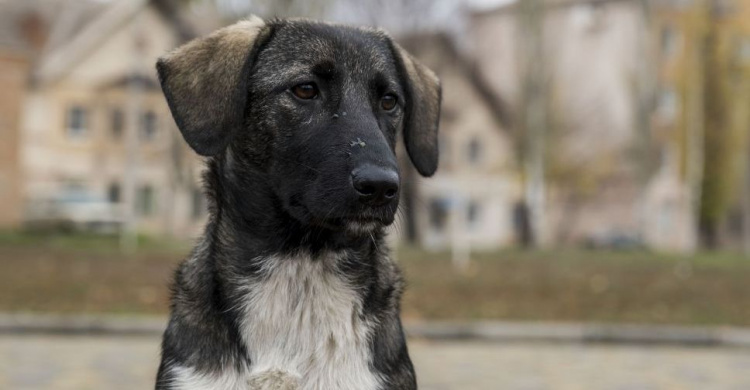 Відкрити у місті притулок для безпритульних собак: за два тижні петиція набрала 1 000 голосів