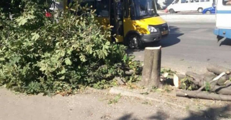 В Кривом Роге обещали не сносить аллею каштанов (ФОТОФАКТ)