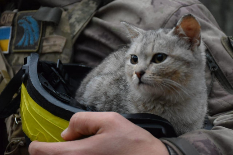 У Кривому Розі військових запрошують на групові психологічні консультації: як записатися