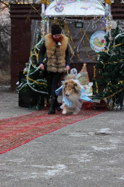 В Кривом Роге состоялся новогодний карнавал для собак (ФОТОРЕПОРТАЖ)