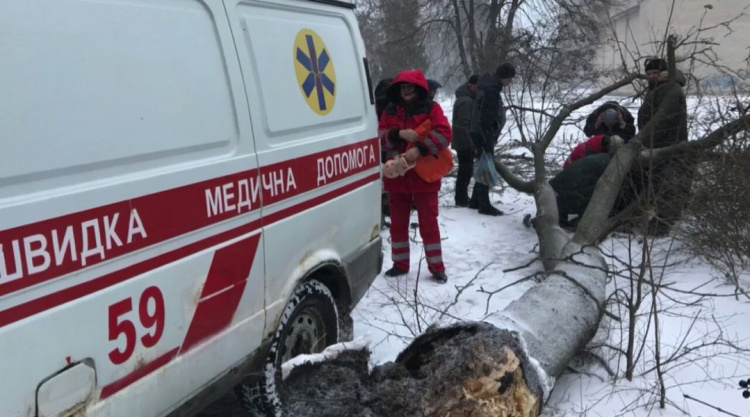 В Кривом Роге подгнившее дерево упало на женщину (фото)