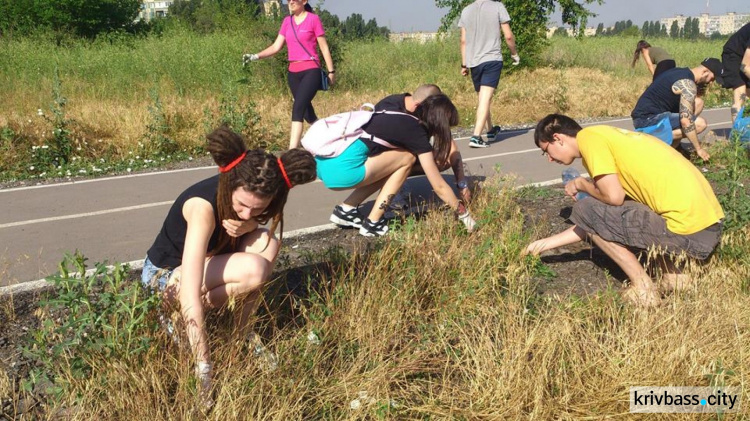 В Кривом Роге перешли от слов к делу: на Солнечном и Юбилейном вырывали амброзию (ФОТО)