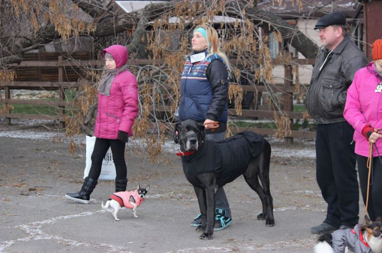 В Кривом Роге состоялся новогодний карнавал для собак (ФОТОРЕПОРТАЖ)