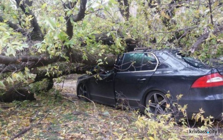 В Кривом Роге на иномарку упало дерево, машина сильно повреждена (ФОТО)