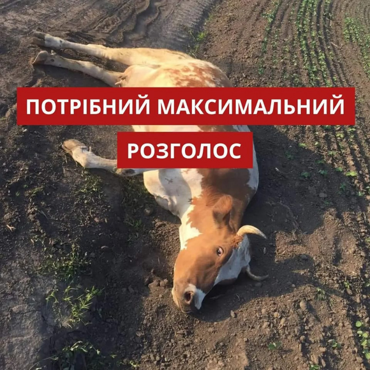 Зображення: UAnimals