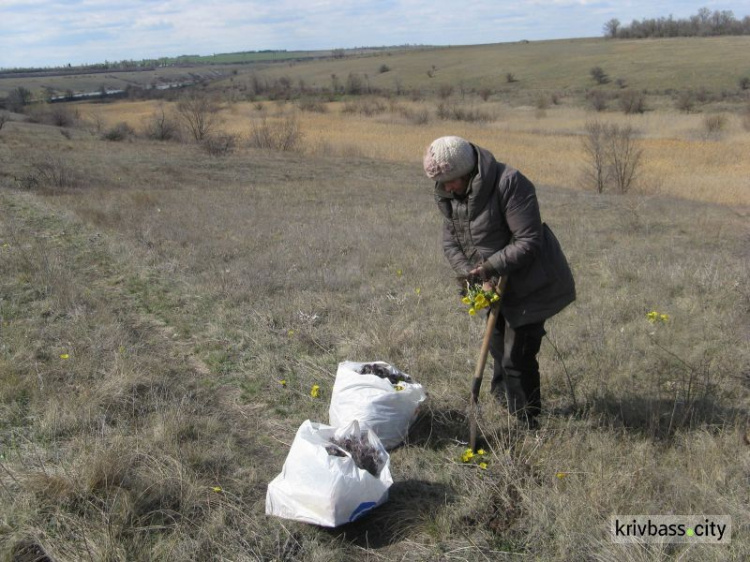 В Кривом Роге  пенсионерки уничтожают краснокнижные растения (фото, видео)