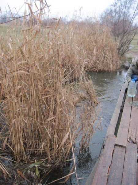 В Кривом Роге провели анализ проб воды, отобранных в водоемах города (фото)