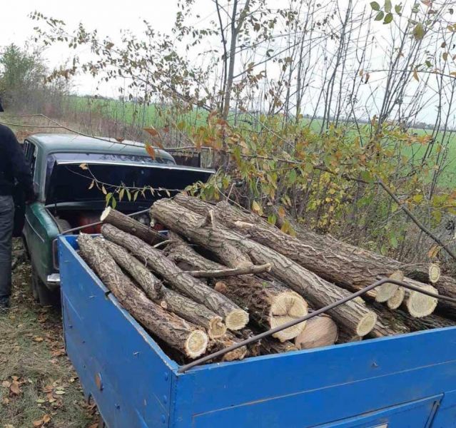 В Кривом Роге правоохранители задержали мужчину со срубленной акацией