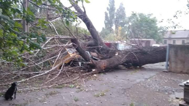 В Кривом Роге сильный ветер вырвал деревья и обесточил улицы (ФОТО)