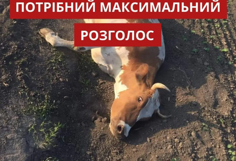 Зображення: UAnimals