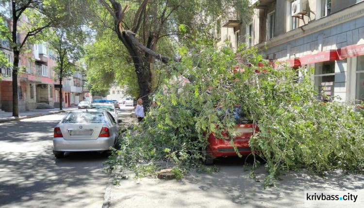 В Кривом Роге упало дерево, повредив два легковых автомобиля (ФОТО)