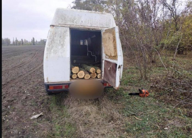 В Криворожском районе задержали дровосека, который срубил почти три десятка акаций