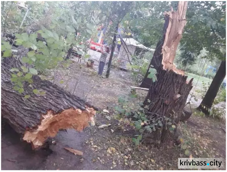 В центральном парке Кривого Рога на детскую площадку рухнуло дерево (ФОТО)