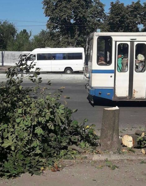 В Кривом Роге обещали не сносить аллею каштанов (ФОТОФАКТ)