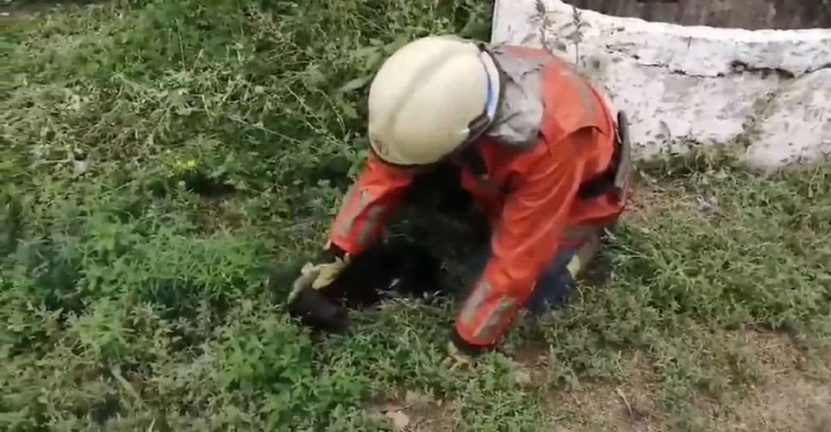 Спасатели пришли на помощь: в Криворожском районе щенок оказался на глубине 10-метрового колодца (фото)