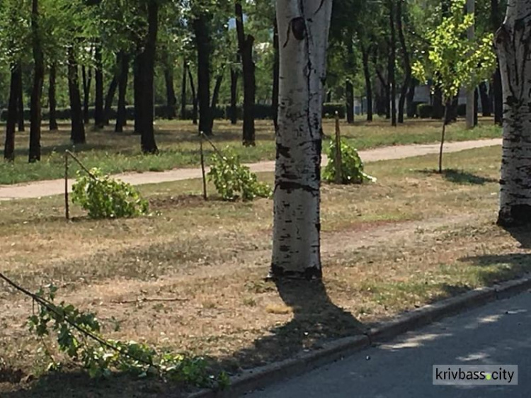 Вандалы в Кривом Роге уничтожили два десятка молодых деревьев (ФОТО)