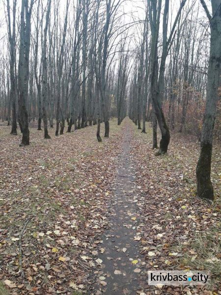 В Кривом Роге происходит незаконная вырубка деревьев в Дендропарке (ФОТО)