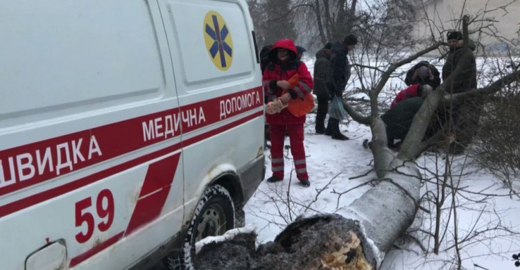 В Кривом Роге подгнившее дерево упало на женщину (фото)