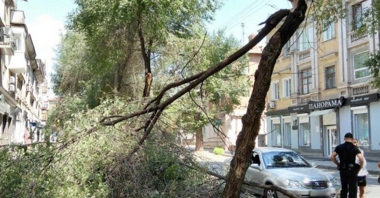 В Кривом Роге упало дерево, повредив два легковых автомобиля (ФОТО)