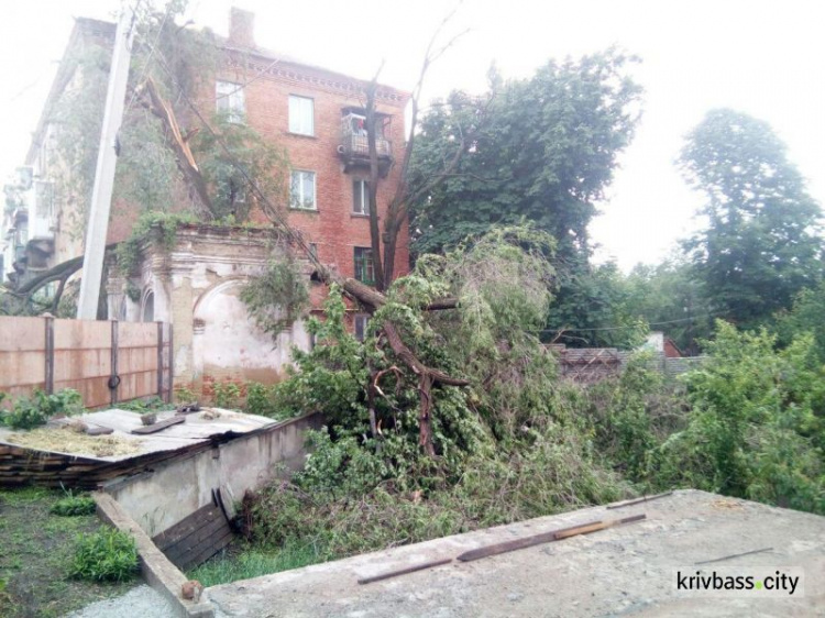 В Кривом Роге огромное дерево завалилось на многоэтажку (ФОТО)