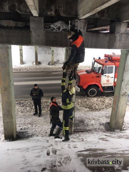 В Кривом Роге спасателей вызвали на помощь ребенку – оказалось, что плакал щенок (фото)