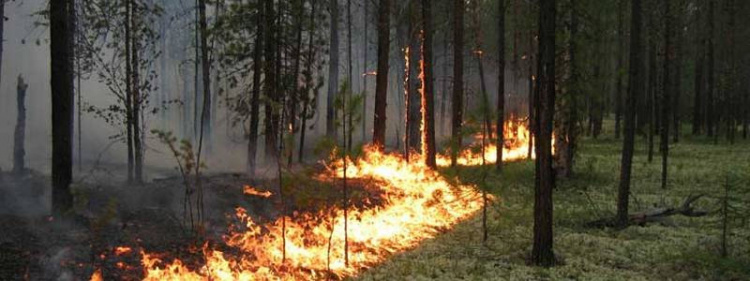 Высокая пожарная опасность: в Кривом Роге объявлено штормовое предупреждение