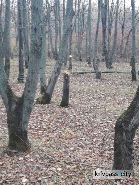 В Кривом Роге происходит незаконная вырубка деревьев в Дендропарке (ФОТО)