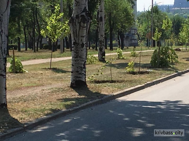 Вандалы в Кривом Роге уничтожили два десятка молодых деревьев (ФОТО)