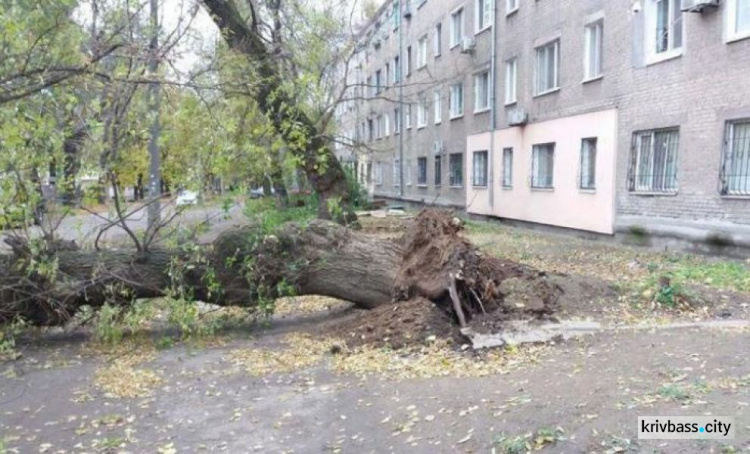 В Кривом Роге на иномарку упало дерево, машина сильно повреждена (ФОТО)