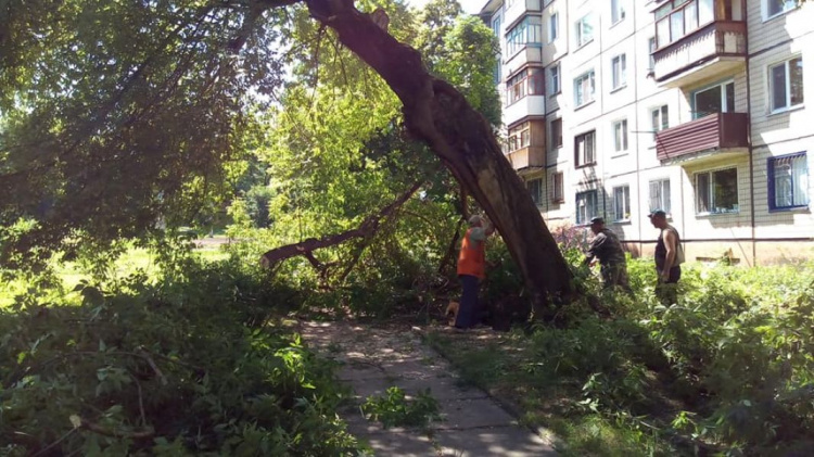 В Кривом Роге бушует стихия: улицы затоплены, деревья повалены (фотофакт)