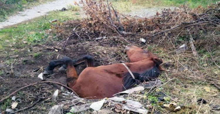 Фото ДСНС Дніпропетровської області